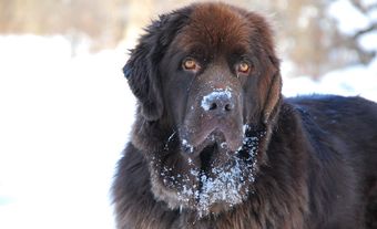 Chien de Terre-Neuve