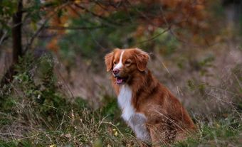 Race de retriever de la Nouvelle-Écosse