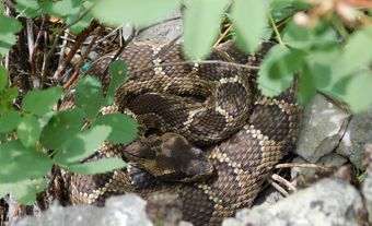 Western Rattlesnake (Crotalus oreganus)