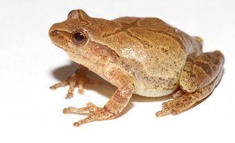 Spring Peeper (Pseudacris crucifer)