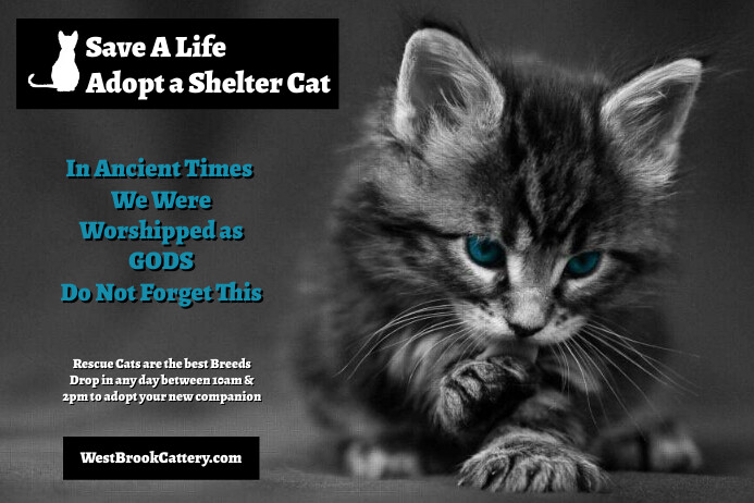 Penampungan Adopsi Kucing Templat Postermywall