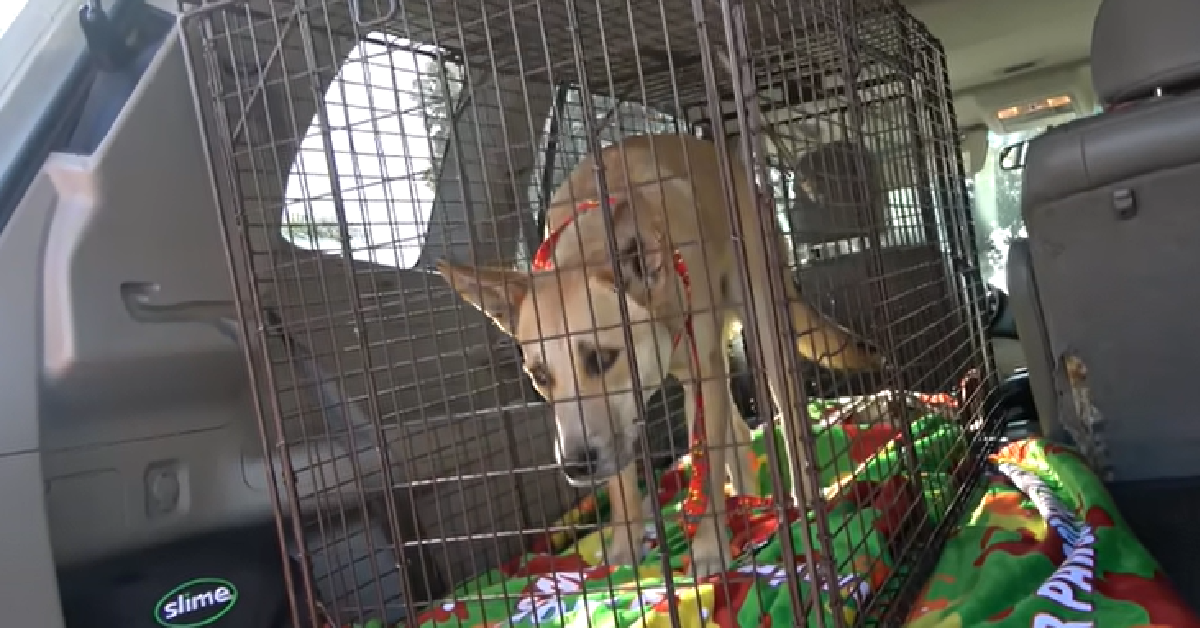 Stray Dog Evades Animal Control But Her Friend Gets Rescued Without Her The Animal Rescue Site News