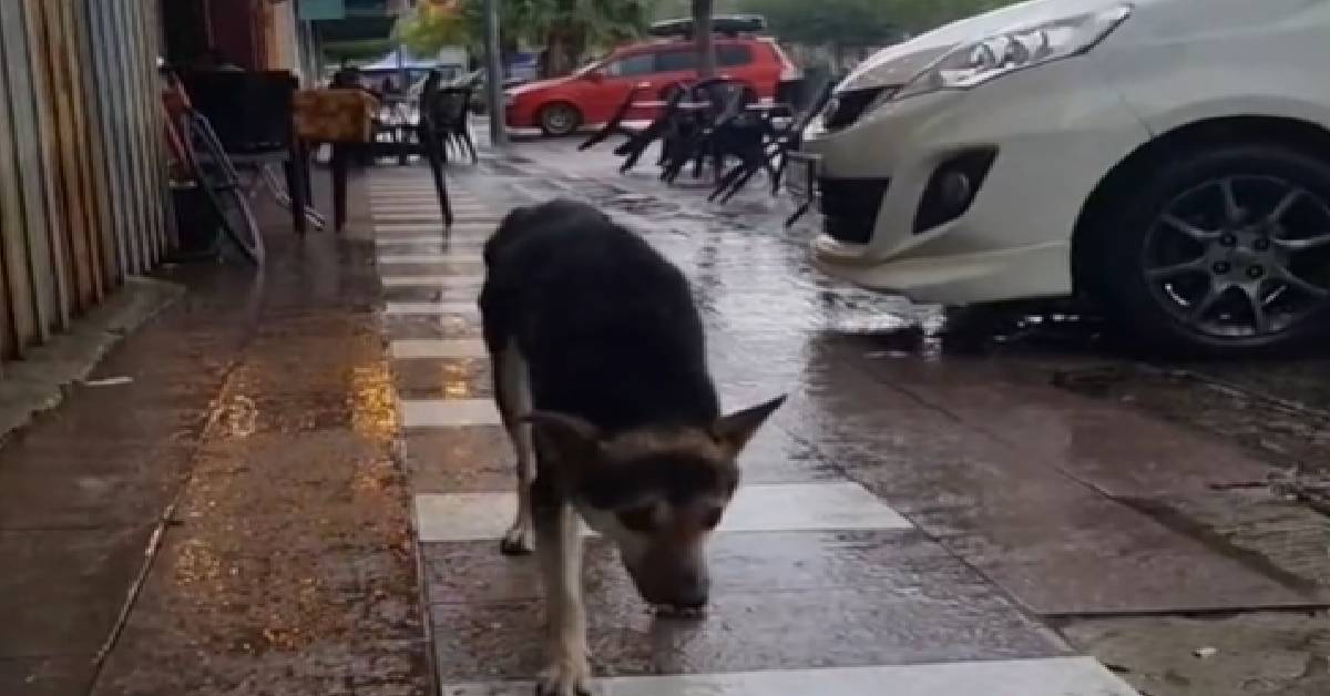 Sad dog crying in the rain reunited with owner after causing fever on  TikTok .h...