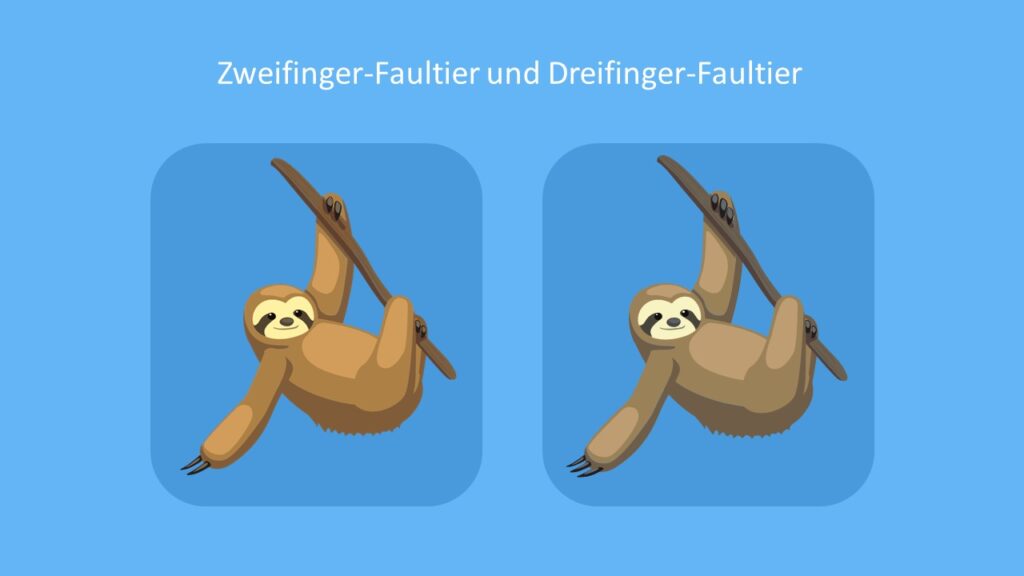 Faultier Einfach Erklart Mit Steckbrief Mit Video