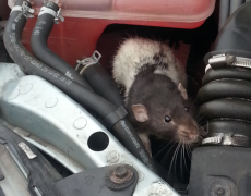 RAC declares 2023 the ‘unofficial year of the rat’ after record number of rodents wreak havoc on cars 