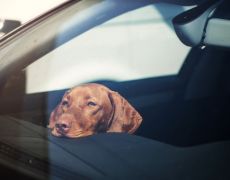 Tesco sends staff to check dogs not left in cars during heatwave 