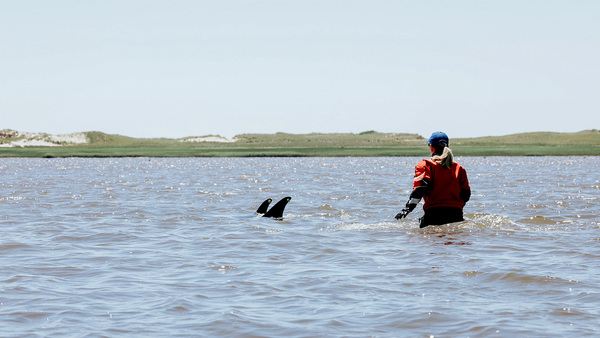 IFAW responds to the largest dolphin mass stranding in US history