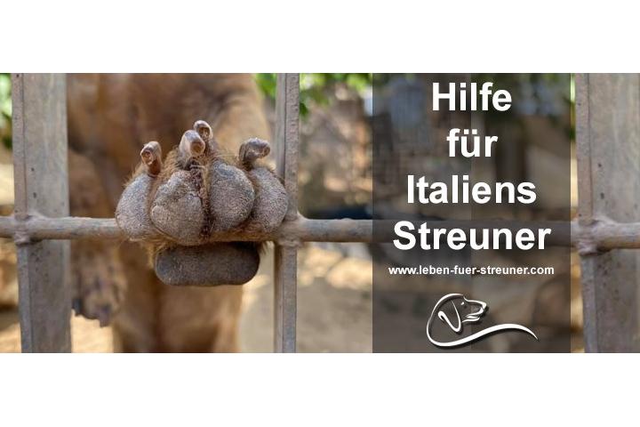 Leben Fur Streuner E V Projekt Hilfe Fur Italiens Streuner Grupo Teaming