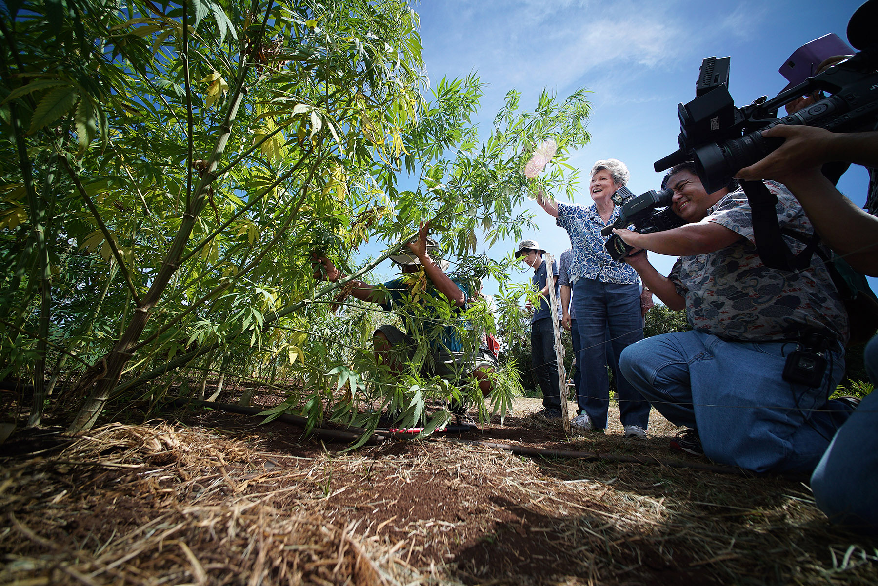 Todd Simmons Goodbye Sugar Hello Hemp Honolulu Civil Beat