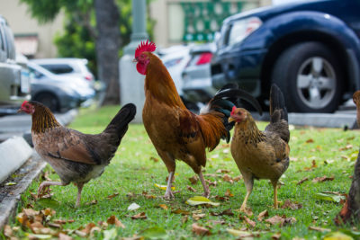 Feral Chickens In Hawaii: Are Lawmakers Doing Enough?