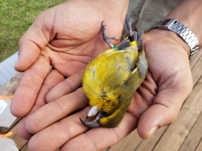 Historic Effort To Save Hawaii Forest Birds With ‘Mosquito Birth Control’ Hurtles Forward