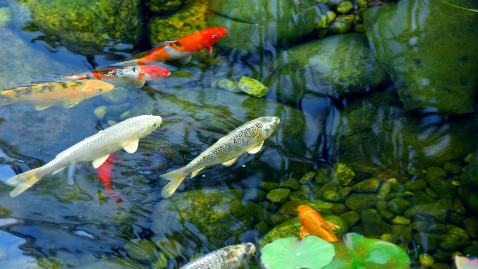 A Group Of Fish Swimming In A Pond