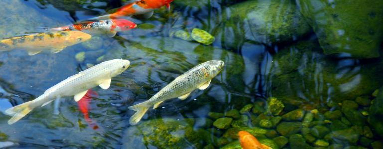 A Group Of Fish Swimming In A Pond