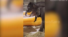 Adorable moment twin baby elephants share their first bubble bath