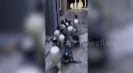 Adorable video shows dozens of excited penguins discovering their renovated enclosure