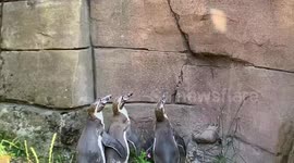 Mesmerized penguins eagerly follow around light reflecting off visitor's phone at German zoo