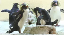 Rare northern rockhopper penguin chicks hatch at zoo in Austria