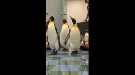 Behind the scenes tour allows zoo visitors to get up close and personal with the penguins