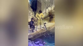 Hilarious moment child feeding fish to penguins jumps into pool for a dip