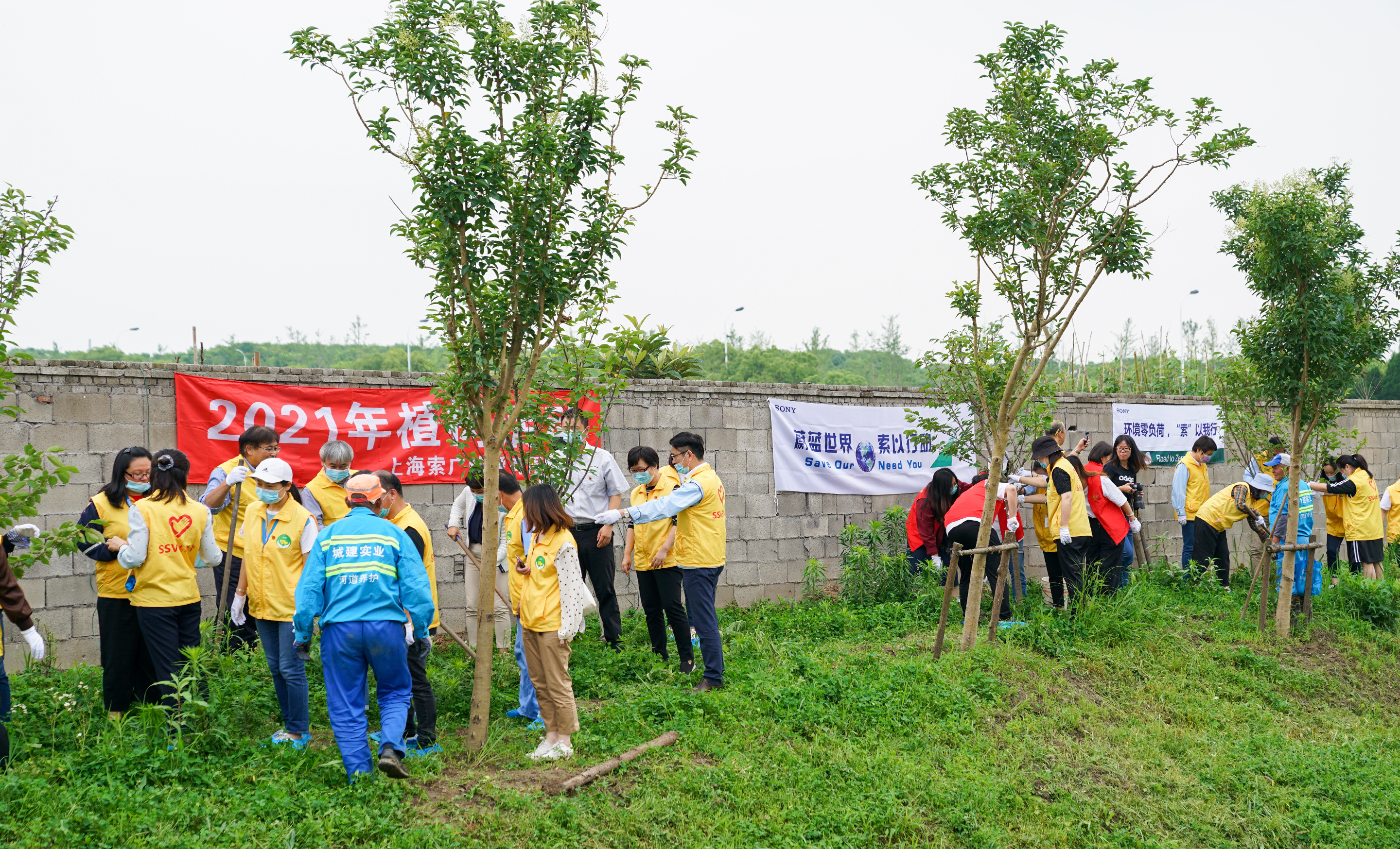 Photograph showing employees of Shanghai site, China participating in cooperative farming activity