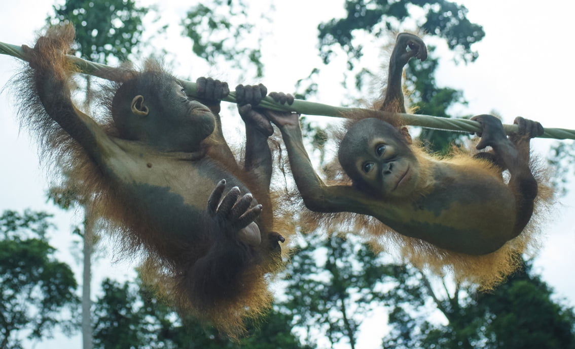 A photograph of orphaned orangutans crossing a tightrope taken on Borneo Island.