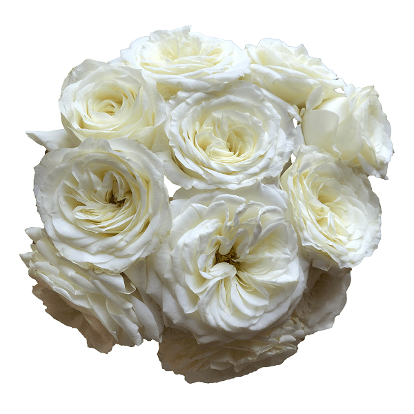 White Garden Roses Buy Now Sale Online 58 Off Sportsregras Com