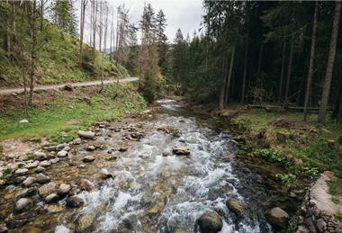 A photograph showing a river running through a forest with rocks of various sizes in the water