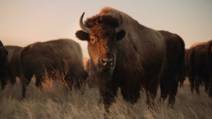 Making The American Buffalo