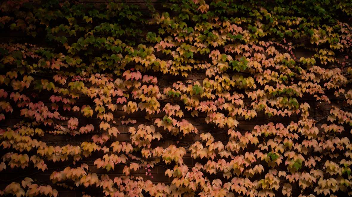 Autumn Colour leaves on wall