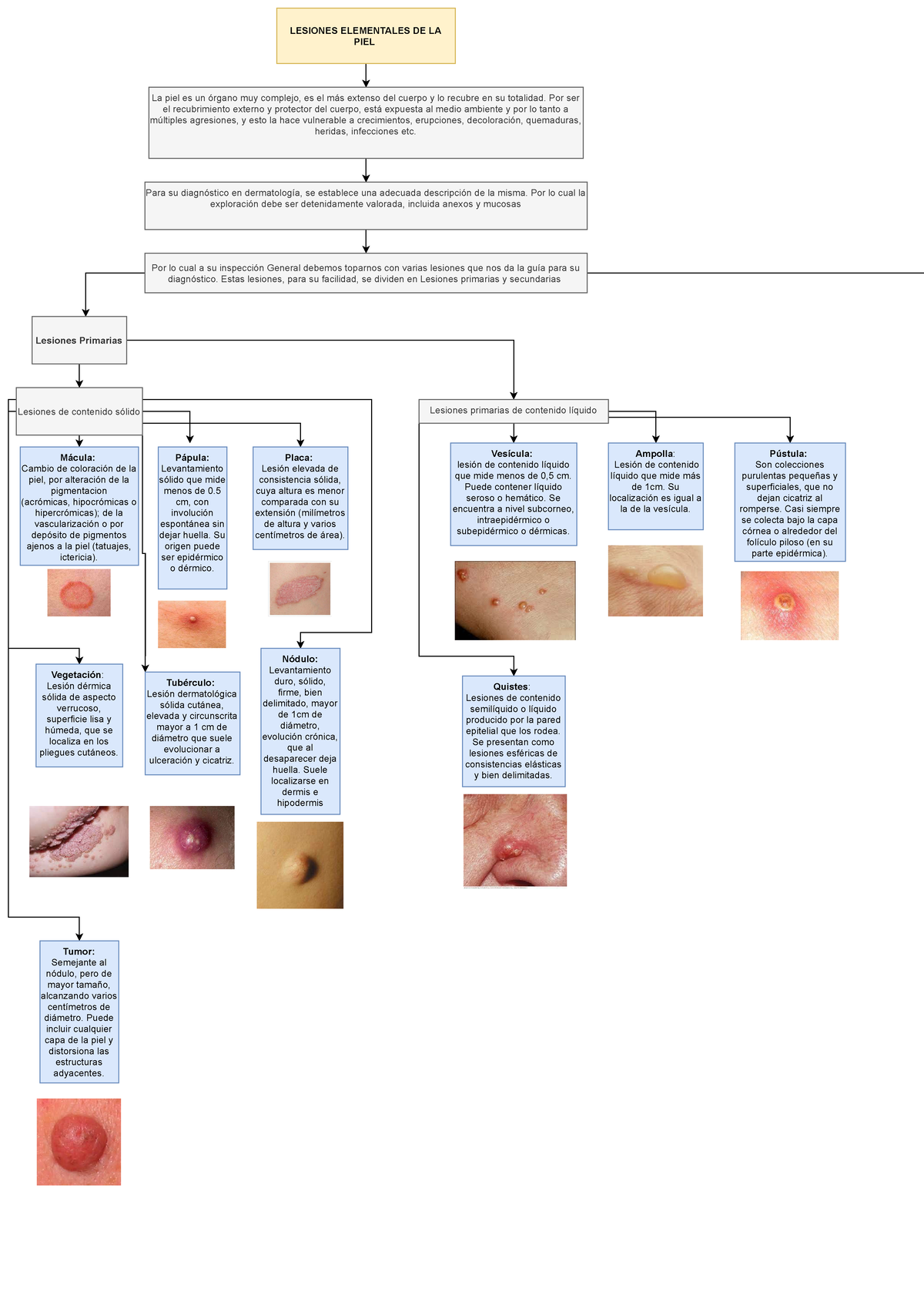 De La Vega Lesiones Elementles De La Piel Dermatologia Lesiones Elementales De La Piel La Piel Es Studocu