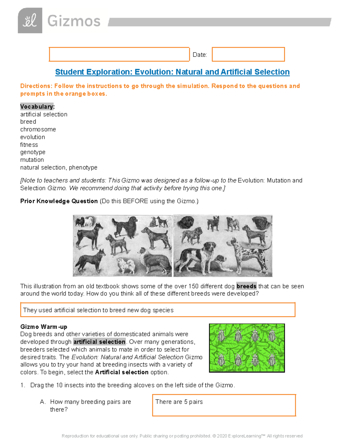 Gizmos Evolution Natural And Artificial Selection Date Student Exploration Evolution Natural Studocu