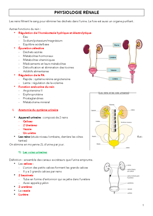 Generalite Sur La Physiologie Renale Physiologie Renale Les Reins Filtrent Le Sang Pour Eliminer Studocu