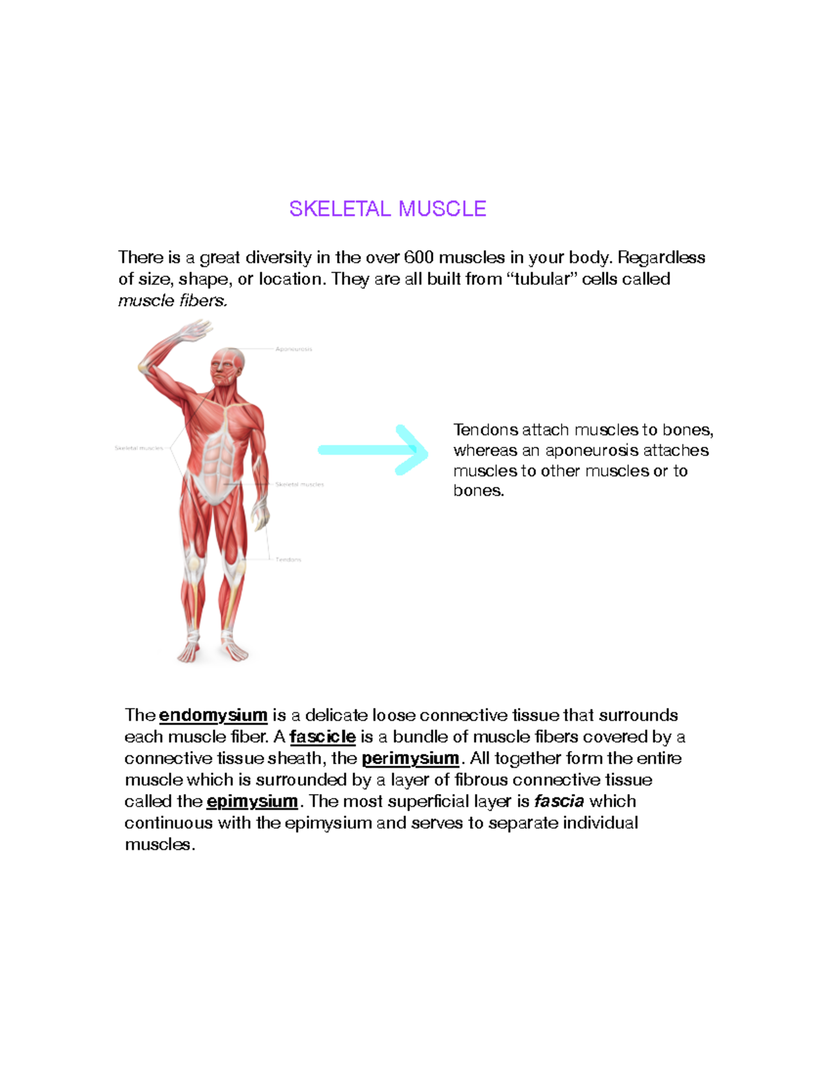 Skeletal Muscle Skeletal Muscle There Is A Great Diversity In The Over 600 Muscles In Your Body Studocu