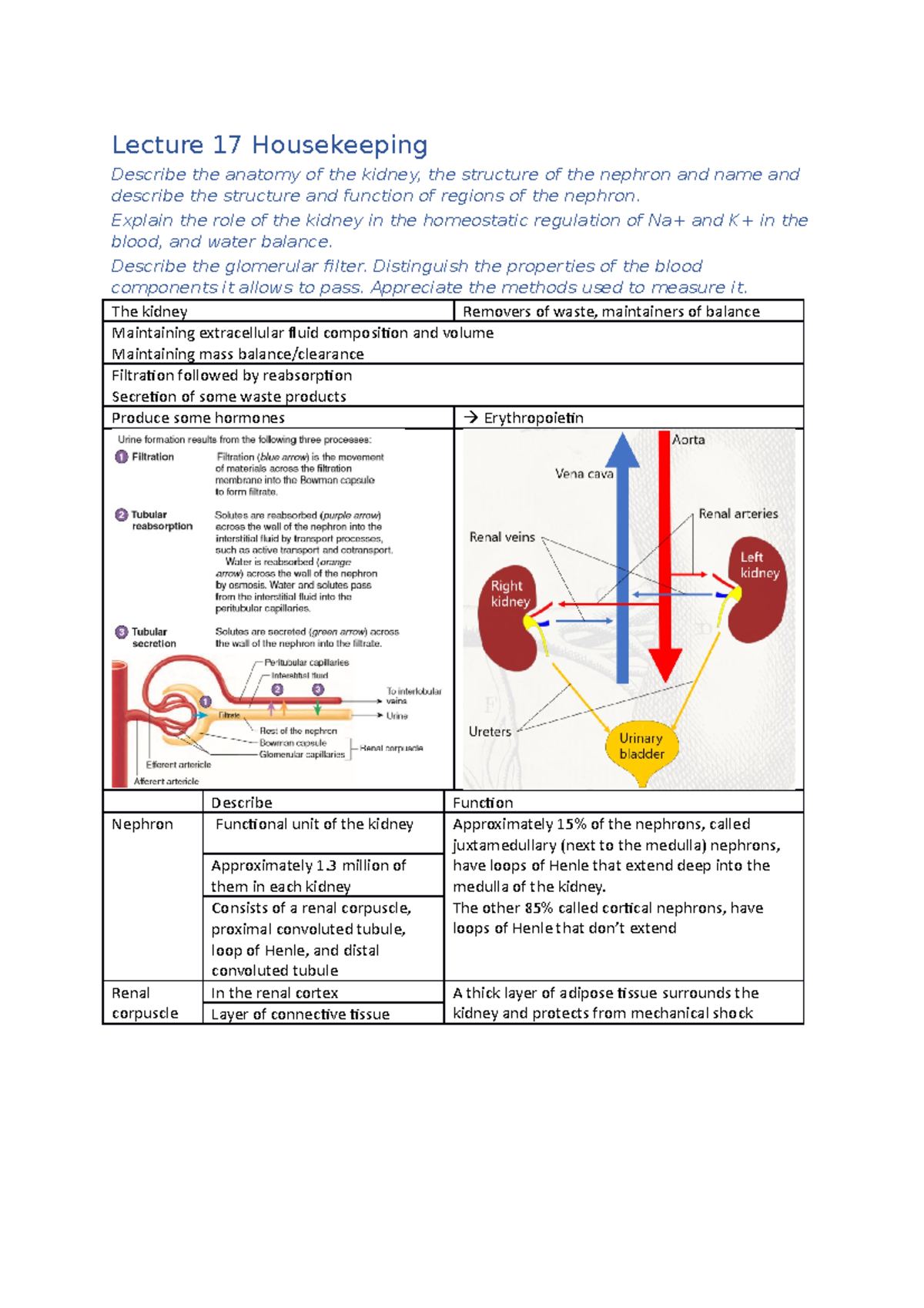 Lecture 17 Housekeeping Lecture 17 Housekeeping Describe The Anatomy Of The Kidney The Structure Studocu