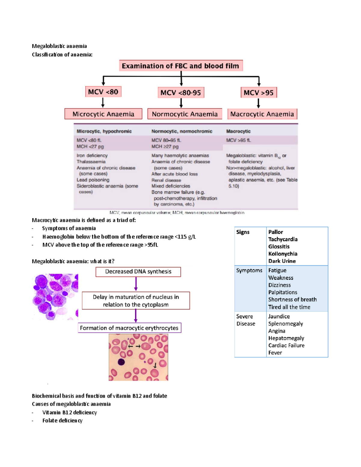 Megaloblastic Anaemia Megaloblastic Anaemia Classification Of Anaemia Macrocytic Anaemia Is Studocu