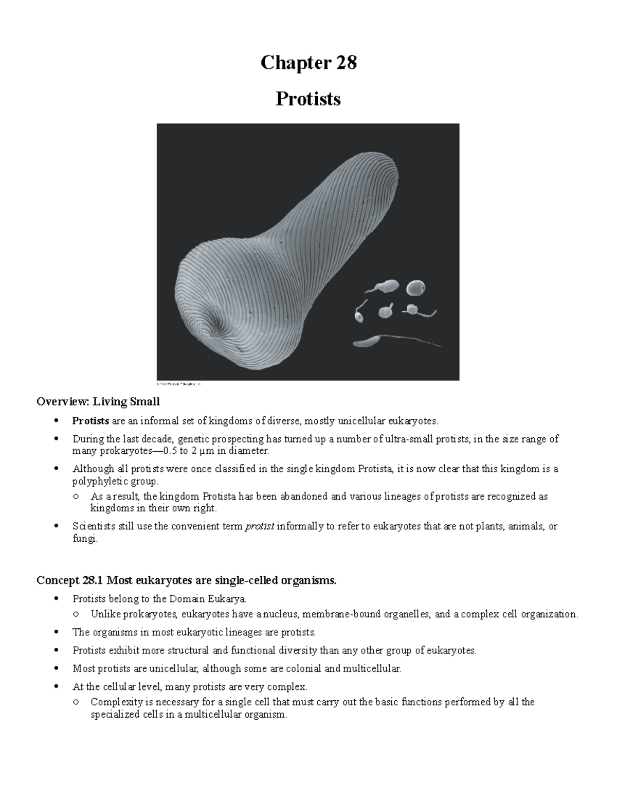 Ch 28 Outline Ada Powerpoint Chapter 28 Protists Overview Living Small Protists Are An Studocu
