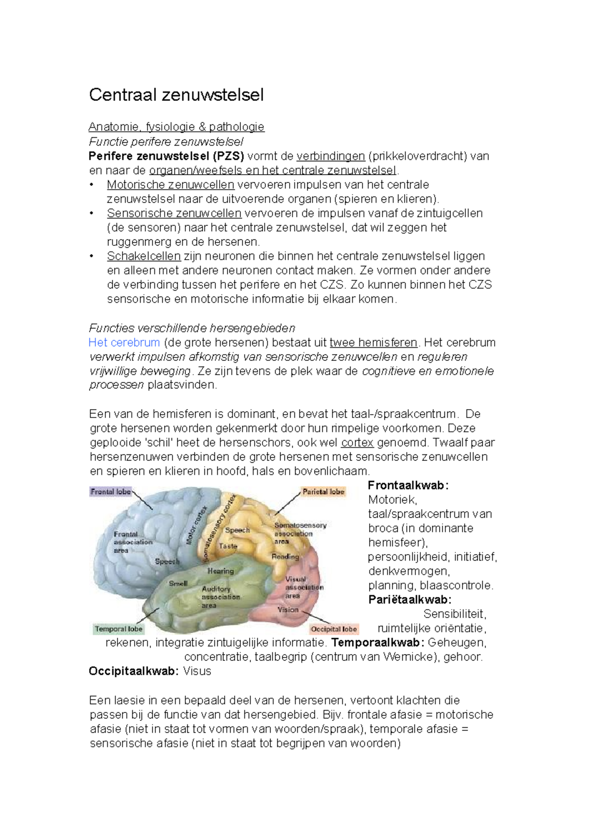 Centraal Zenuwstelsel Motorische Zenuwcellen Vervoeren Impulsen Van Het Centrale Zenuwstelsel Naar Studeersnel