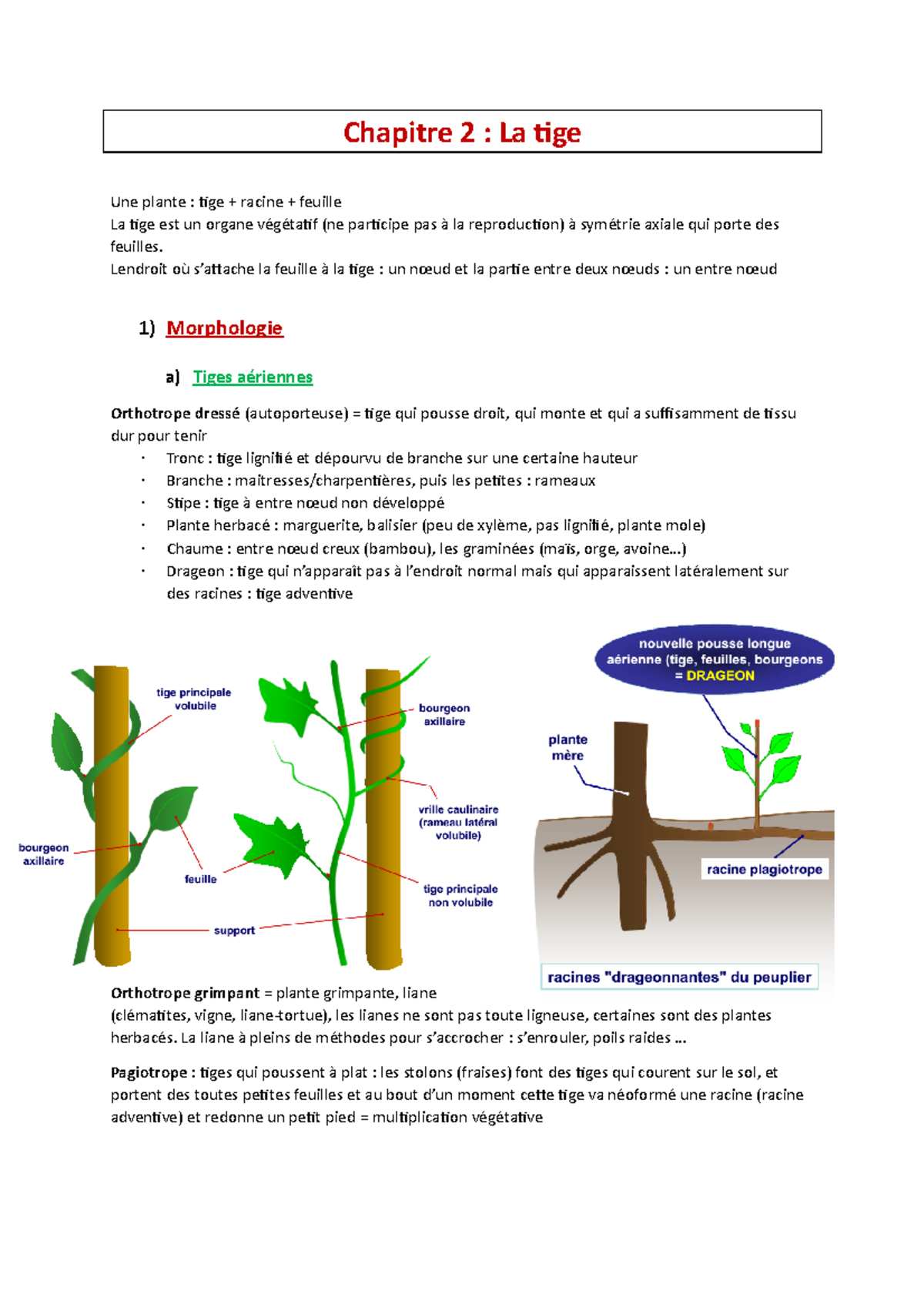 Chapitre 2 La Tige Cours Biologie Des Organismes Vegetaux Chapitre 2 La Tige Une Plante Tige Studocu