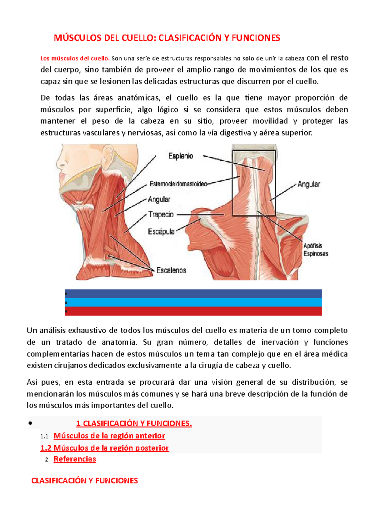 Musculos Del Cuello 1 Apuntes 1 Musculos Del Cuello Clasificacion Y Funciones Los Musculos Del Studocu