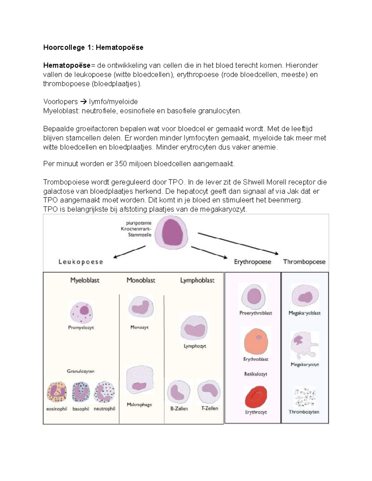 Hoorcolleges Hieronder Vallen De Leukopoese Witte Bloedcellen Erythropoese Rode Bloedcellen Studeersnel