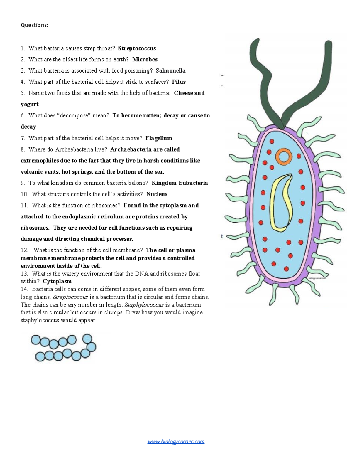 Cell Coloring Prokaryote Questions What Bacteria Causes Strep Throat Streptococcus What Are Studocu