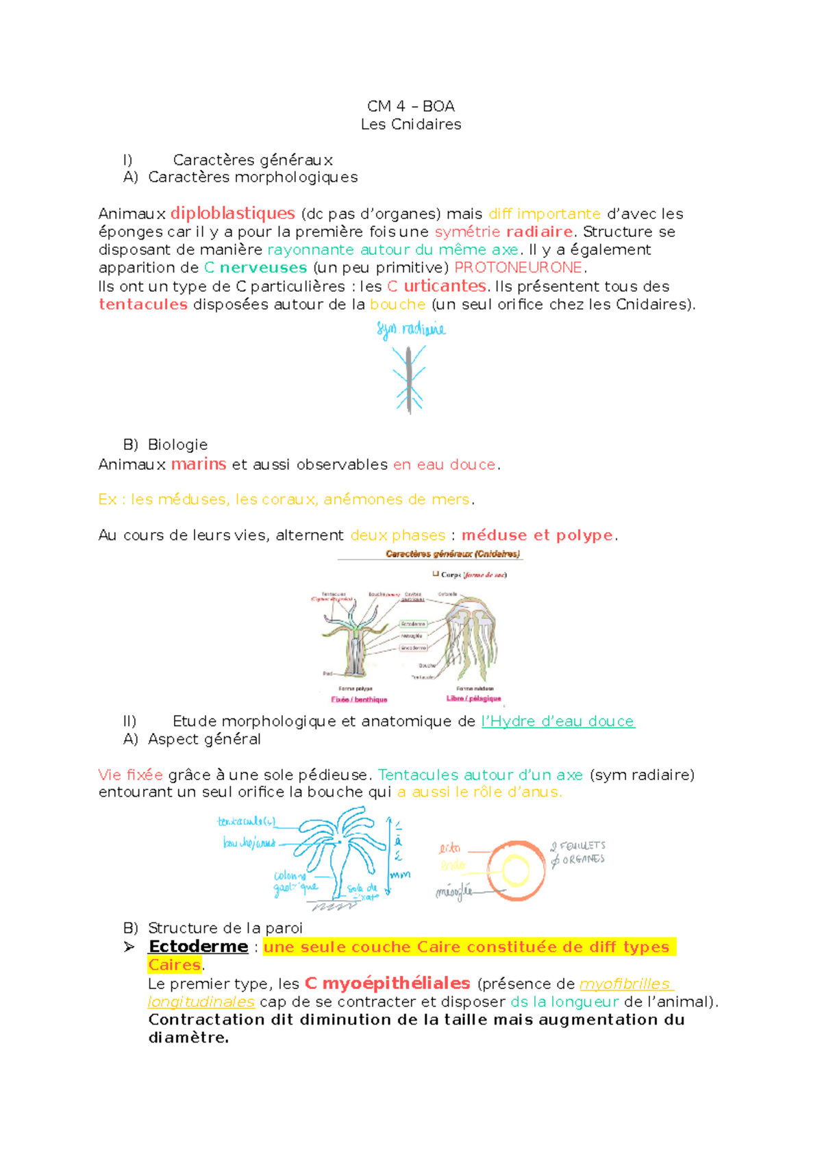 Cm 4 Boa Cnidaires Notes De Cours 4 Cm 4 Boa Les Cnidaires I Caracteres Generaux A Studocu
