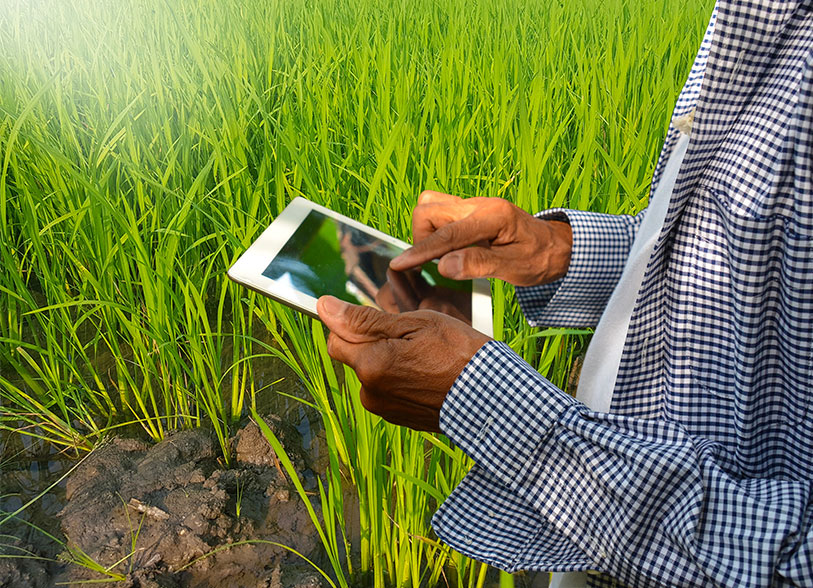 farmer with a tablet checking the crops in a smartway