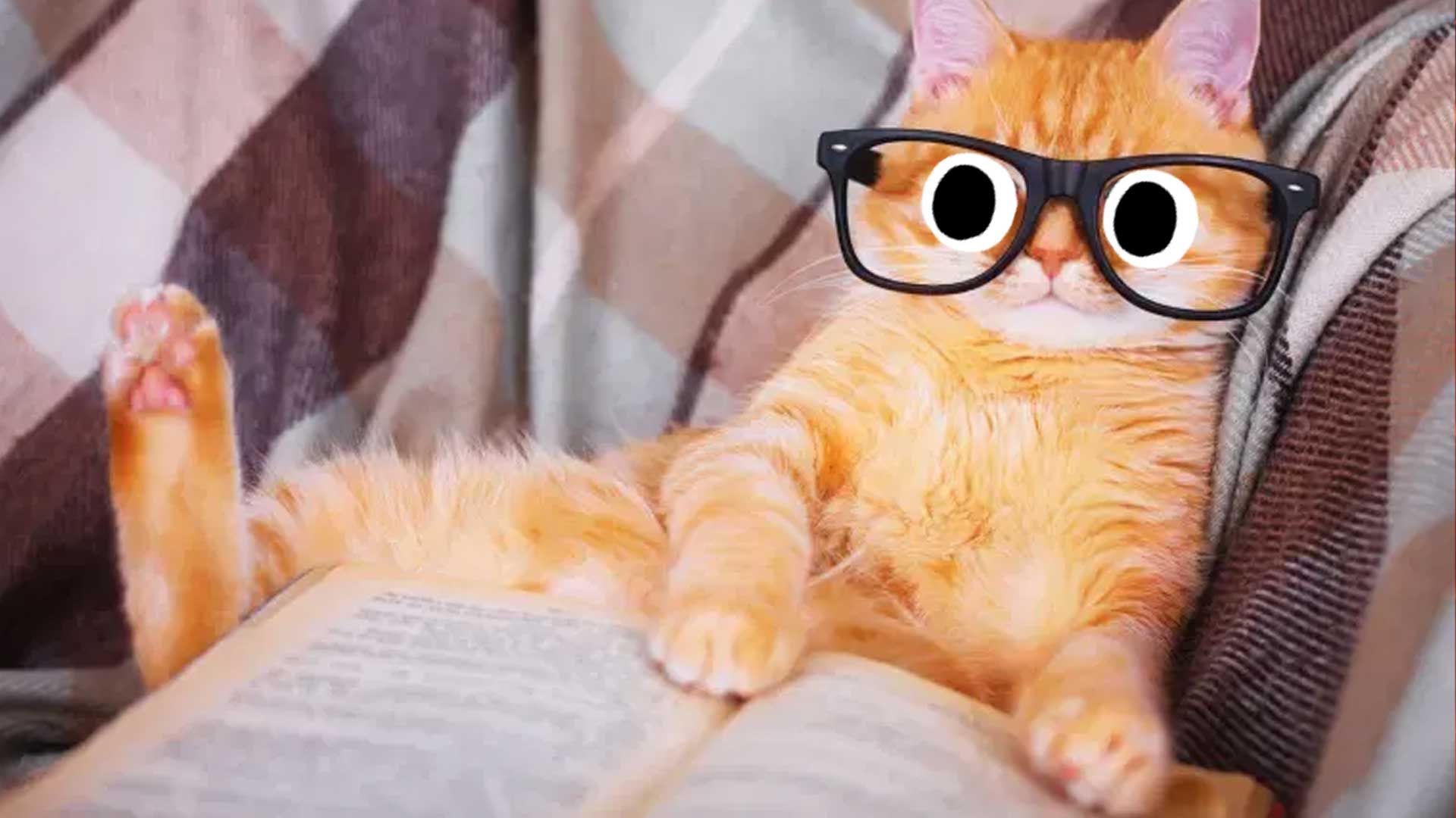 Cat reading a book