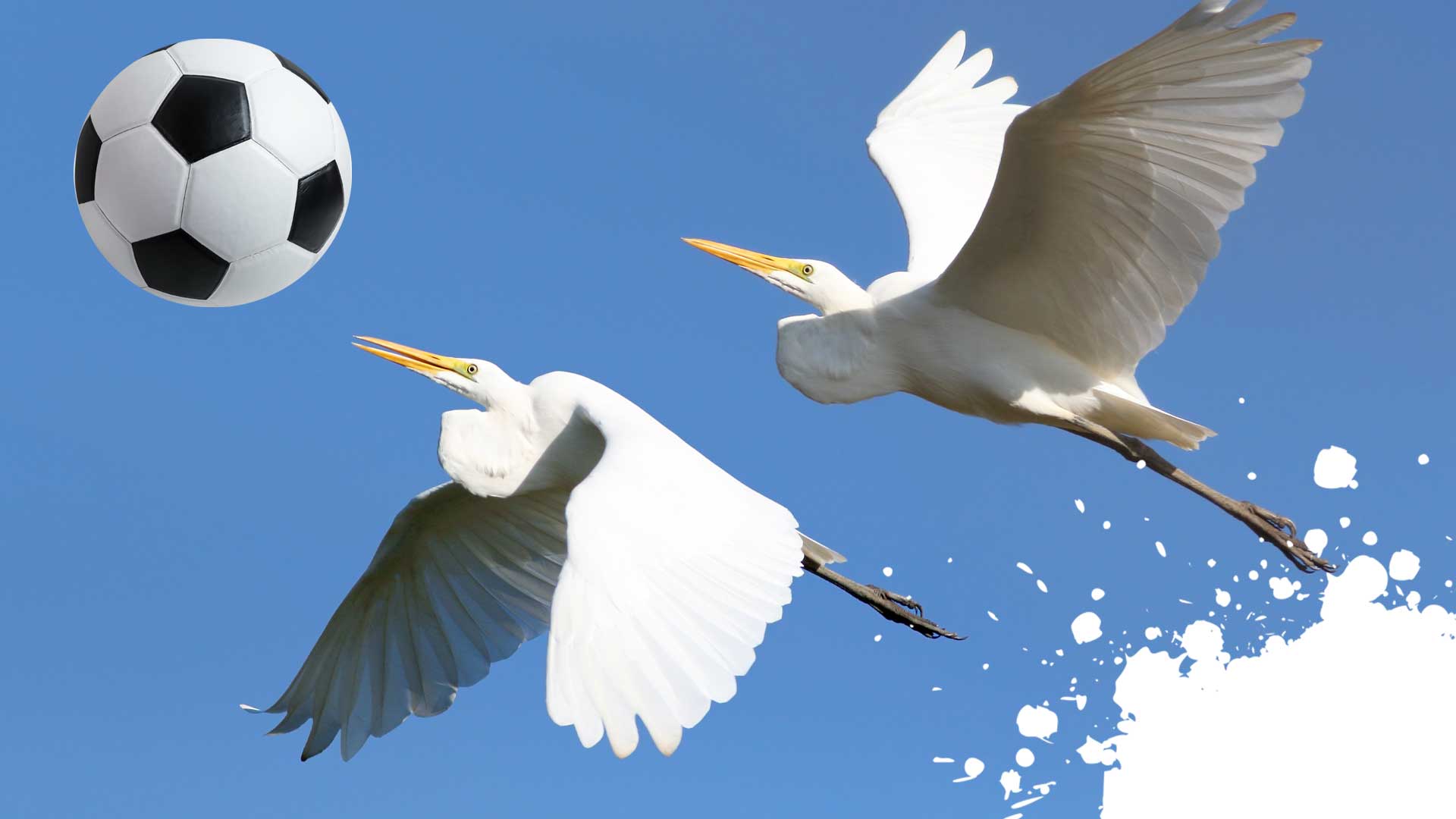 Two large white birds flying towards a football