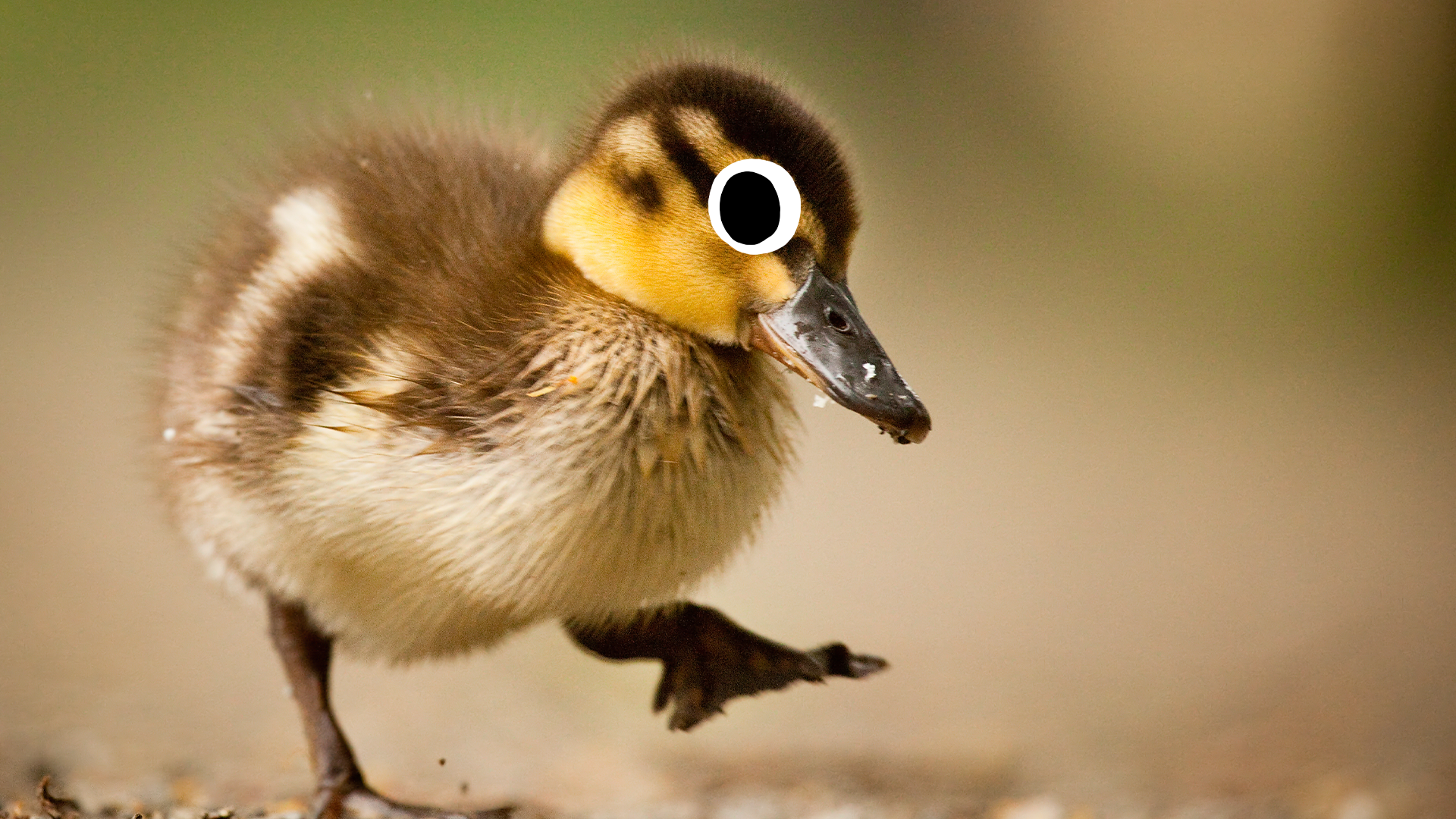 A baby duck