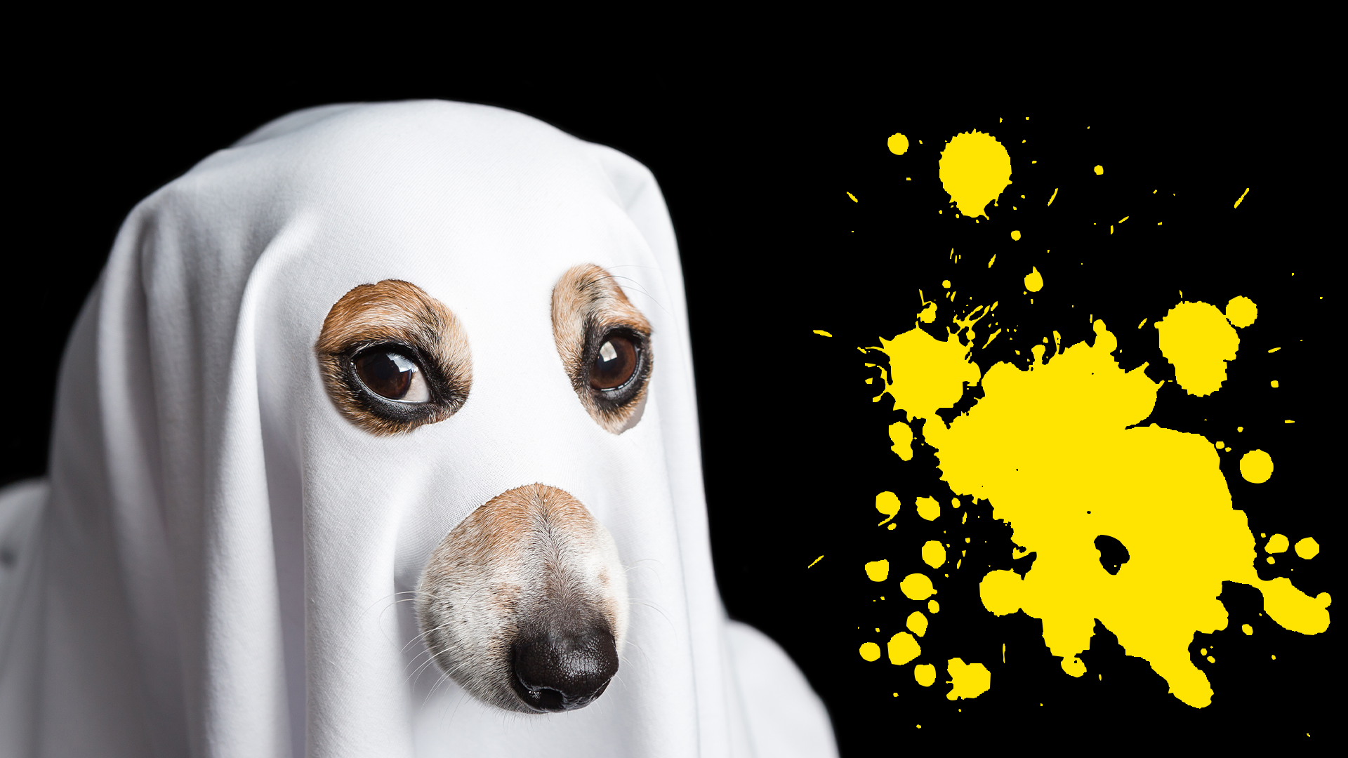 A dog-ghost and splats