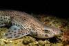 A photograph of the small-spotted catshark (Scyliorhinus canicula)