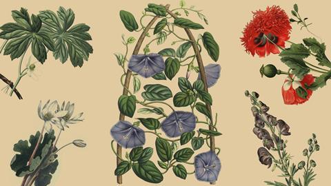 Five botanical illustrations of poisonous plants