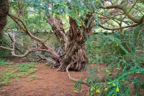 Fortingall Yew